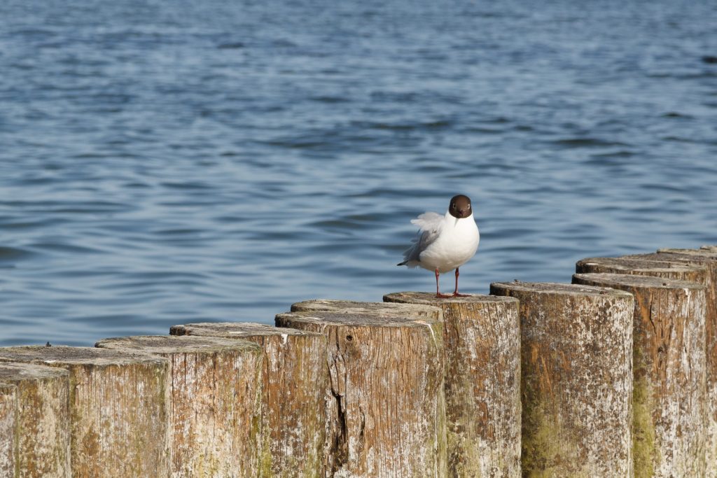 thoughtful-tern